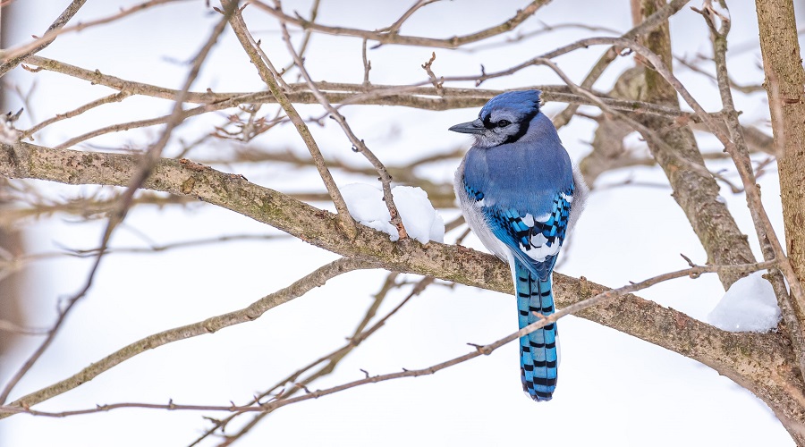 No i po ptakach. Twitter stał się X